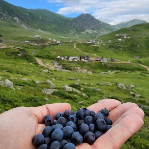 WhatsApp Image 2026-02-17 at 7.38.18 AM