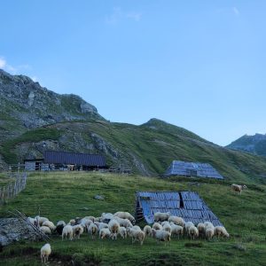 WhatsApp Image 2026-02-17 at 7.38.20 AM