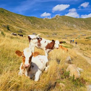 WhatsApp Image 2026-02-17 at 7.38.31 AM (2)